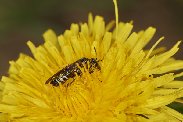 Blatt oder Pflanzenwespe - Düsseldorf - Urdenbacher Kämpe - (09.05.2021)