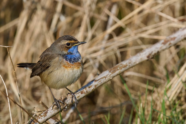 Blaukehlchen