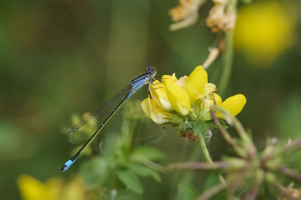 Große Pechlibelle