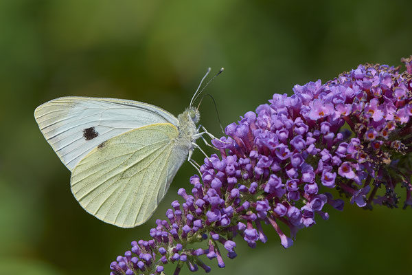 Großer Kohlweißling