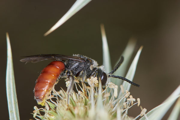 Nr.1091 - Sphecodes albilabris / Riesen-Blutbiene - WES Rheinbrücke Büdericher Insel - 51°38`40.99" 6°36`30.54" - (09.08.2019)
