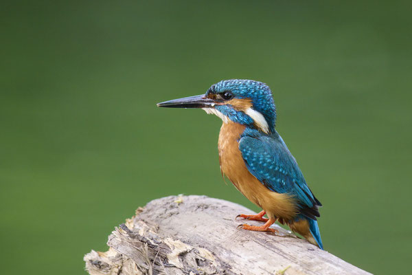 Eisvogel