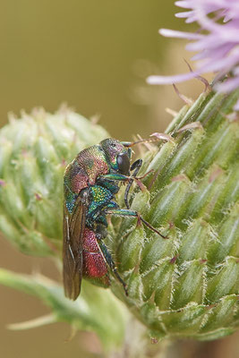 Nr.0938 - Hedychrum rutilans / Goldwespe - parasitisieren beim Bienenwolf Philanthus triangulum - OB LMB - 51°29`11.55" 6°53`53.48" - (28.06.2019)