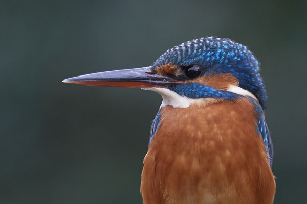 Eisvogelweibchen im Garten - (14.11.2019)
