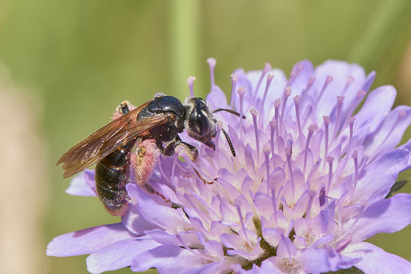 Nr.0924 - Andrena hattorfiana / Knautien-Sandbiene - OB Haus Ripshorst - 51°29`30.43" 6°54`05.41" - (28.06.2019)