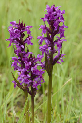 Breitblättriges Knabenkraut