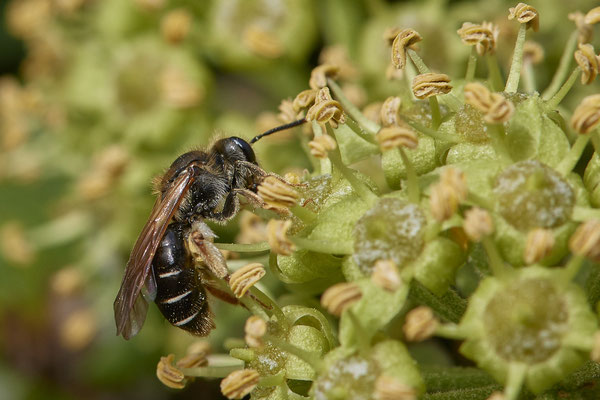 Nr.11-2/01 - Andrena chrysosceles f. (Gelbbeinige Kiel-Sandbiene) - MG Rahracker 5 (08.10.2018)