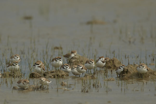 Seeregenpfeifer ( Naturpark Albufera )