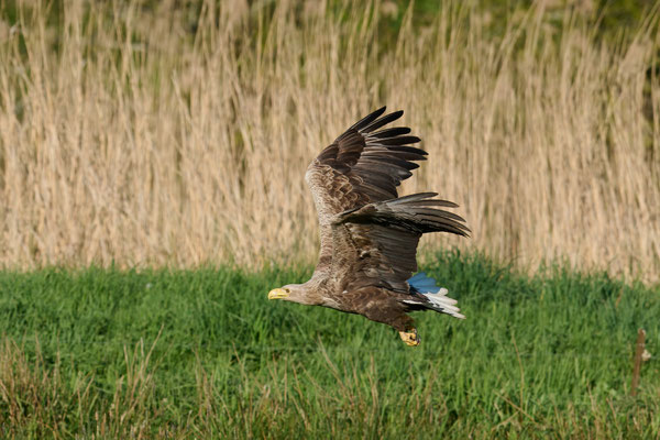 Seeadler