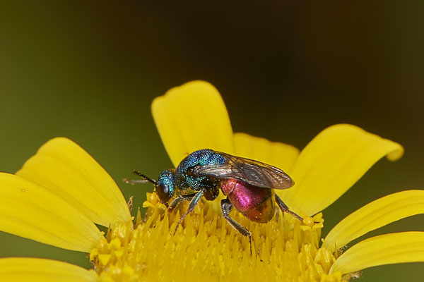 Nr.1033 - Goldwespe sp - ( Hedychrum gerstaeckeri ? ) - OB im Garten - 51°31`49.60" 6°50`56.50" - (29.07.2019)