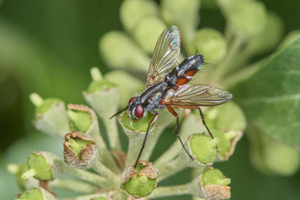Nr. 5-1/10 - Raupenfliege (Mintho rufiventris)  - OB Weiherstraße-116 Parplatz Netto (24.09.2018)
