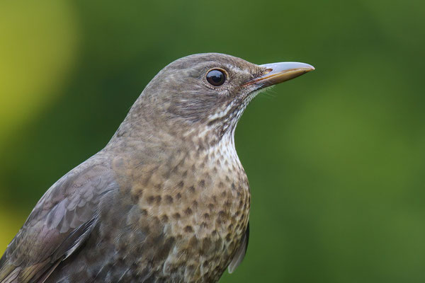 Amsel
