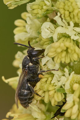 Nr.0497 - Hylaeus signatus / Reseden-Maskenbiene - OB Neue Mitte 2 - 51°29`18.27" 6°53`39.83" - (09.05.2019)