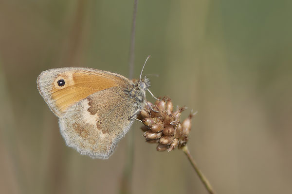 Großes Ochsenauge - Dinslaken an der Emschermündung - (22.07.2020)