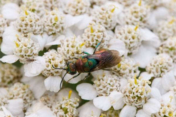 Hedychrum rutilans