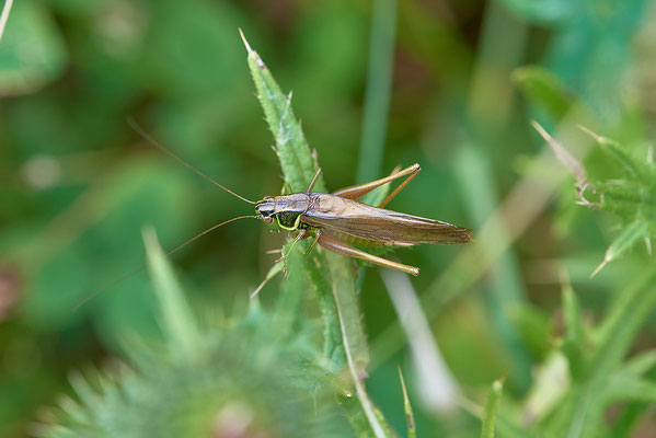 Roesels Beißschrecke