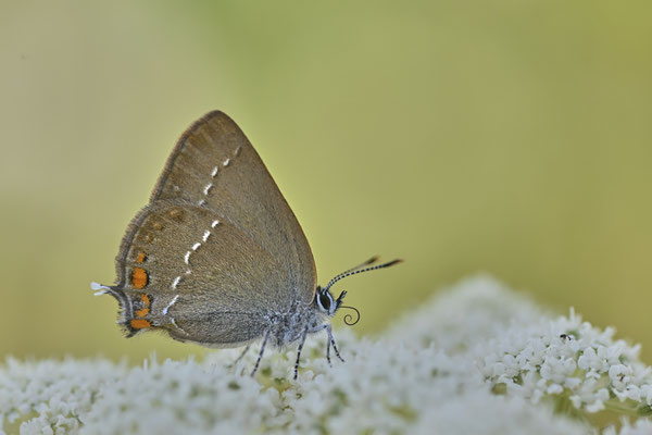 Kleiner Schlehenzipfelfalter - (Urlaub Mosel Valwig vom  08.06. bis 11.06.2023 mit der Nabu Herne)