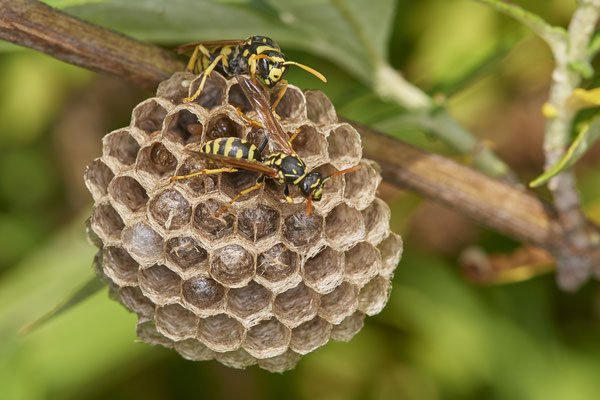 Nr.0812 - Polistes Nest 3 - OB LMB - 51°29`11.55" 6°53`53.48" - (24.06.2019)