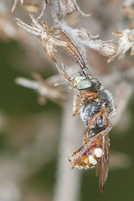 Nr.0514 - Nomada alboguttata, über Nacht verbeißt sich die Biene an einem Halm - OB LMB - 51°29`11.55" 6°53`53.48" - (11.05.2019)2019)