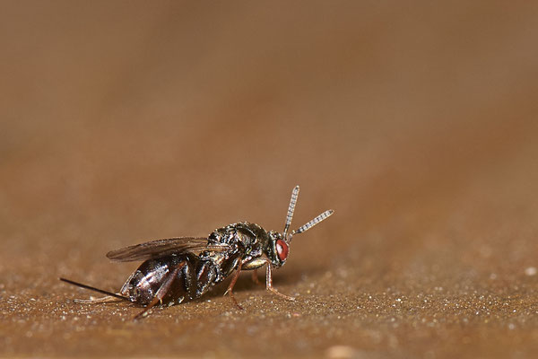 Nr.0849 - OB am Bienenhotel im Garten - 51°31`49.60" 6°50`56.50" - (26.06.2019)