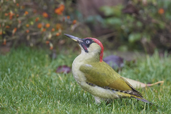 Er war wieder da - Grünspecht Männchen zu Besuch im Garten (23.11.2019)