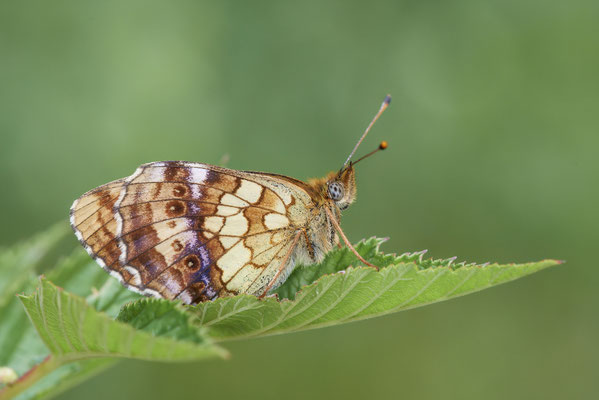 Violetter Silberfalter - (Urlaub im Allgäu / Bayern vom  30.06. bis 09.07.2023)