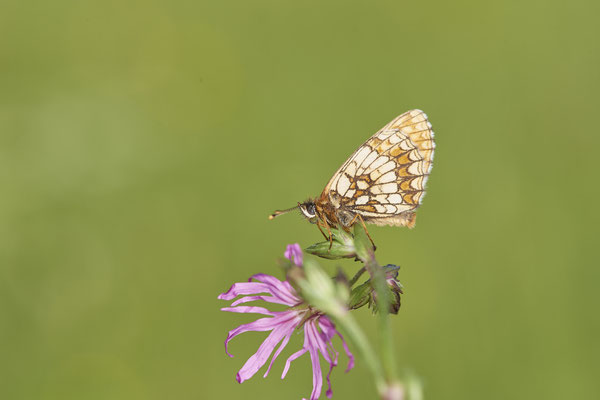30 - ? - Vom 13.6. bis 20.6.2021 Urlaub im Allgäu