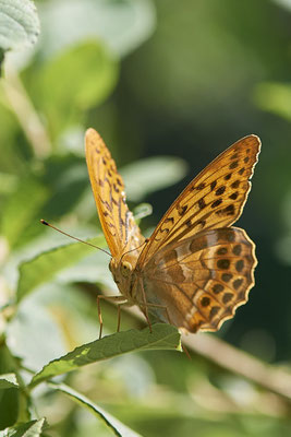 Kaisermantel - Hünxe - (28.06.2022)