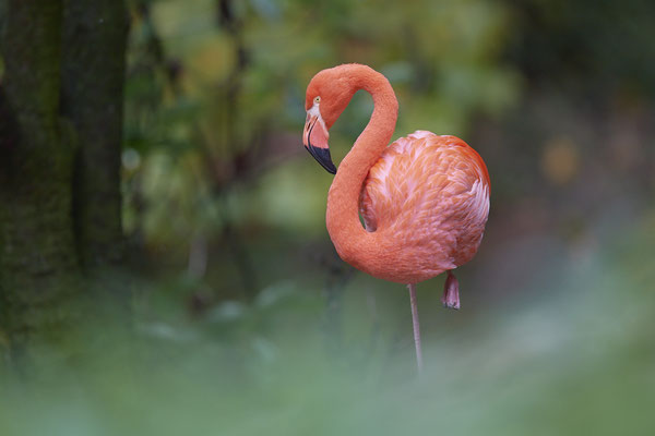Kuba-Flamingo - Zoo Duisburg