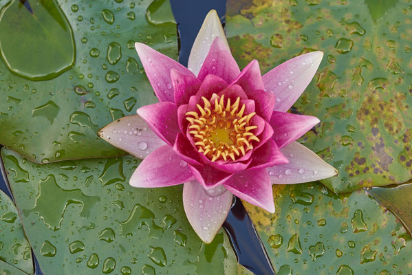 Seerose