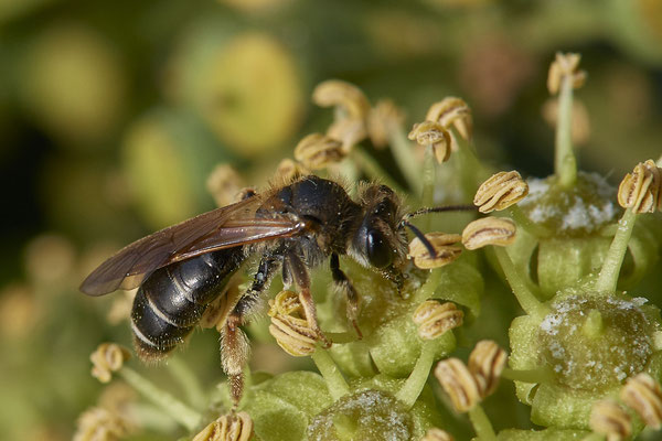 Nr.11-2/02 - Andrena chrysosceles f.(Gelbbeinige Kiel-Sandbiene) - MG Rahracker 5 (08.10.2018)