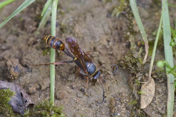 Orientalische Mauerwespe - Garten