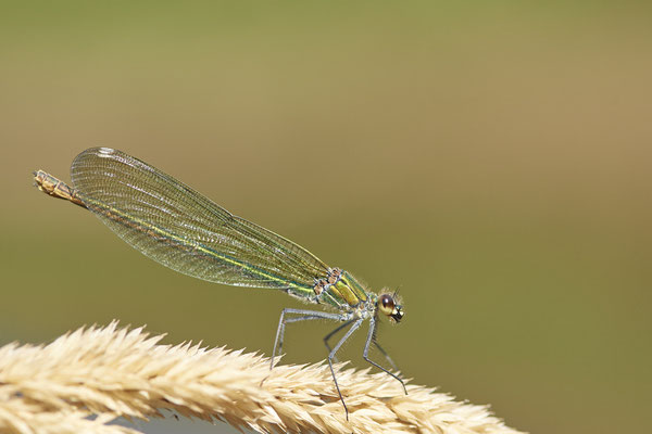 Weibchen der Gebänderten Prachtlibelle
