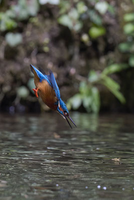 Eisvogel
