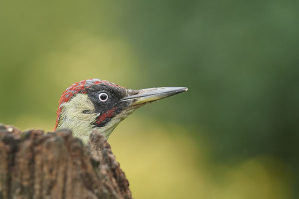 Grünspechtwoche, auch heute war er wieder im Garten - (04.09.2020)