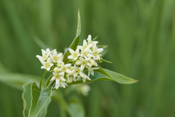 Weiße Schwalbenwurz