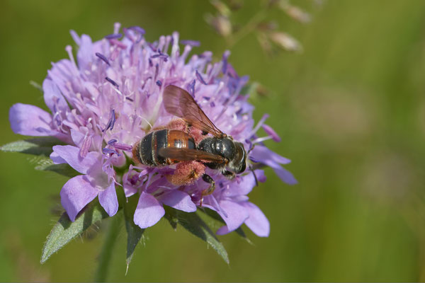Andrena hattorfiana