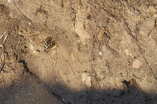 Nr.16-1/04 - Colletes hederae - OB Sterkrader Heide: 51.533430, 6.868488 - (15.10.2018)