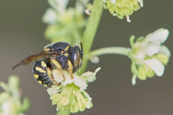 Nr.1117 - Anthidium strigatum f / Kleine Harzbiene - OB Zeche Sterkrade - 51°31`11.24" 6°50`15.70" - (10.08.2019)