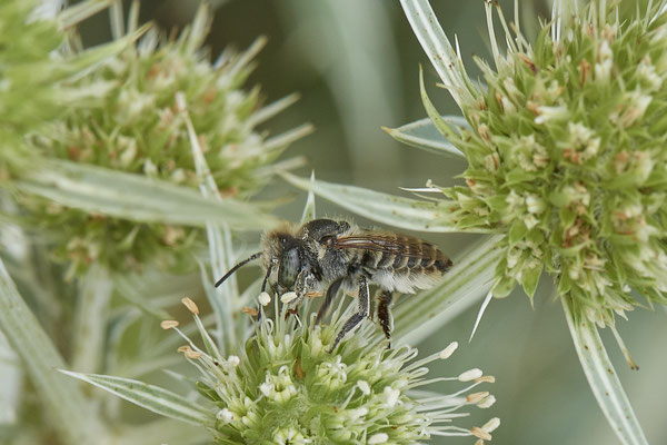 Megachile - Voerde Rheindeich - 51°34`14.67" 6°417`19.43" - (15.08.2020)