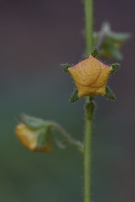 Verbascum blattaria / Schaben-Königskerze - OB Zeche Sterkrade - (14.08.2019) ( In Deutschland gefährdet - 3+ gemäß der Roten Liste )