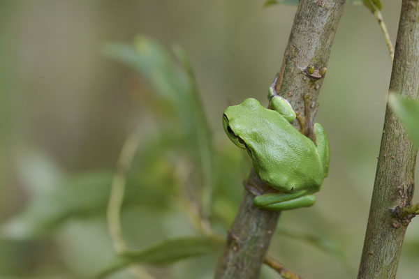 Europäische Laubfrosch