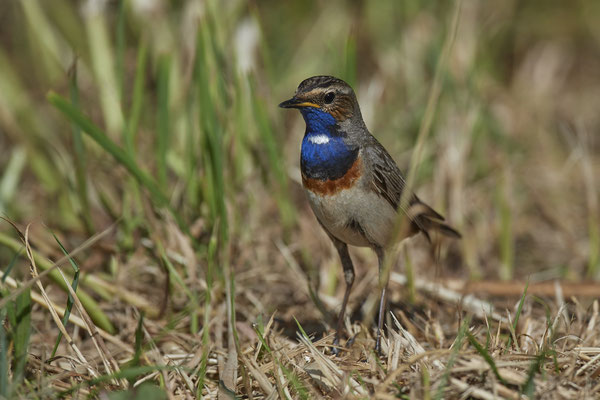 Blaukehlchen - bei Reuver in NL -  (26.05.2020)