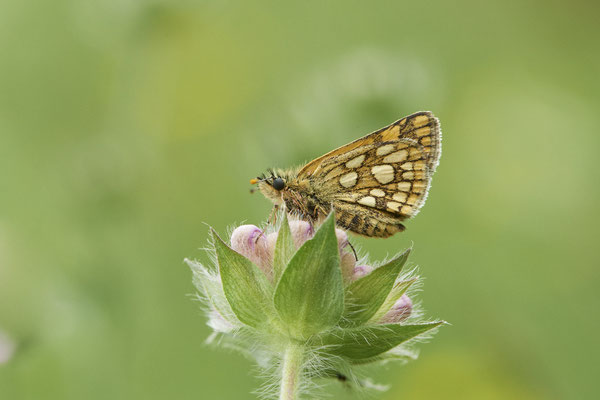 Gelbwürfeliger Dickkopffalter - Auf Schmetterlingstour in der Eifel: Kalvarienberg und Lambertstal - (29.05. bis 03.06.2022)