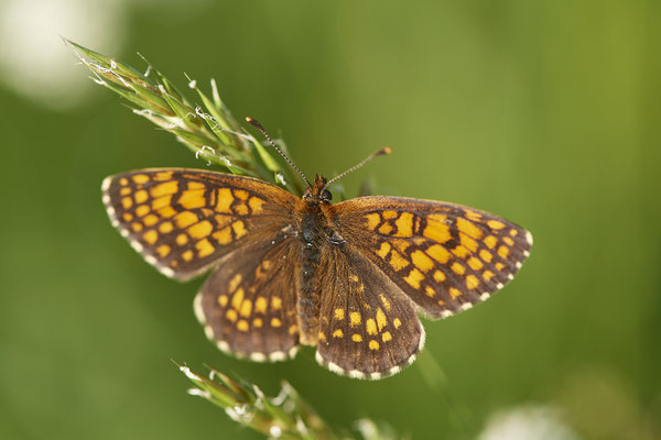 38 - ? - Vom 13.6. bis 20.6.2021 Urlaub im Allgäu
