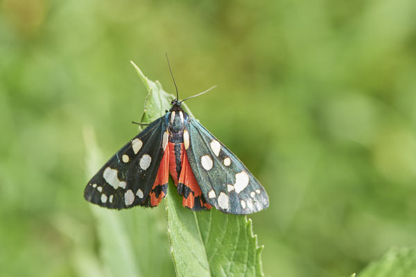 Schönbär - (Urlaub im Allgäu / Bayern vom  08.07. bis 17.07.2022)
