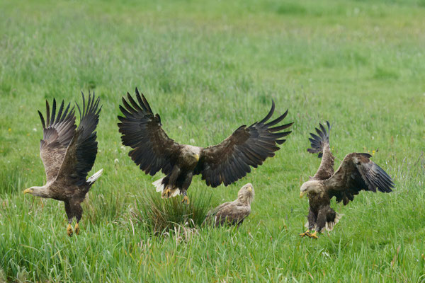 Seeadler