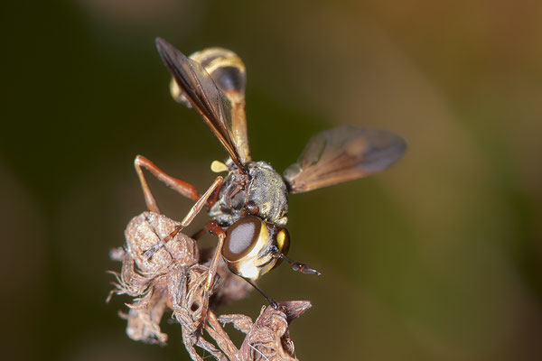 Nr.0865 - Physocephala nigra / Dunkle Stieldickkopffliege - OB LMB - 51°29`11.55" 6°53`53.48" - (27.06.2019)