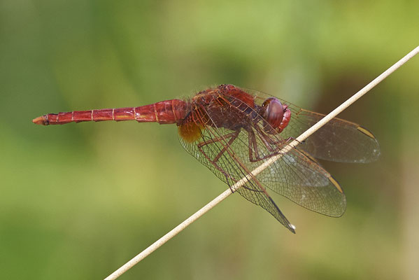 Feuerlibelle