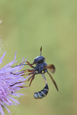 Nr.1225 - Physocephala sp. / Dickkopfpfliege - DU-Walsum Rheindeich - 51°31`50.66"  6°41`54.13" - (30.08.2019)